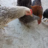 نیمچه مرغ و خروس محلی