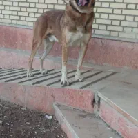 سگ سراب نر ۴ سال ماده ۱۶ ماه