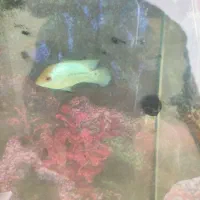 فلاور تای سیلک