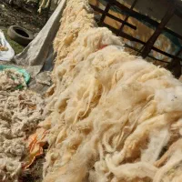 پشم گوسفندی بهاره و پاییزه|رختخواب، بالش، پتو|احمدسرگوراب, |دیوار