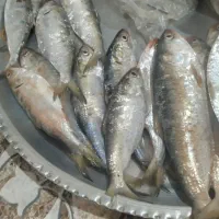 صبور بهمنشیر