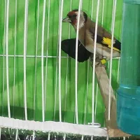 قناری سهره فنچ