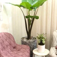 گل وگیاه آپارتمانی باباادم