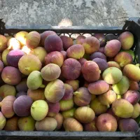 فروش باغچه(زمین مسکونی روستایی) در ۱۸Km کرمانشاه|فروش زمین و ملک کلنگی|کرمانشاه, |دیوار