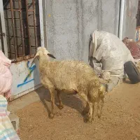 بره قوچ بروجردی