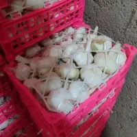 اسلایس سیر همدان|خوردنی و آشامیدنی|تهران, مولوی|دیوار