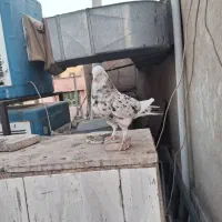 کفتر کبوتر هما سرور