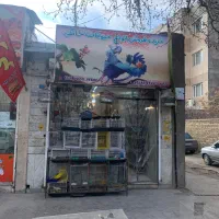 شاگرد پرنده فروشی