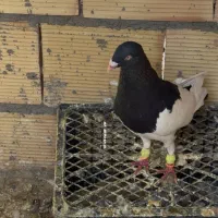 یهودی دنش سیاه واکسی نر|پرنده|سبزوار, دانشگاه آزاد|دیوار