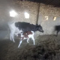 گاو جرسی با گوساله سیمنتال