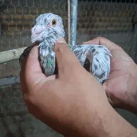 کبوتر نرو ماده طوقی خوشرنگ کرباتی کاشونی|پرنده|فولادشهر, فولادشهر|دیوار