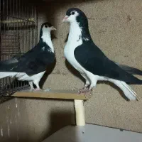 یه جفت چادری دم تخم|پرنده|تهران, شهرک آزمایش|دیوار