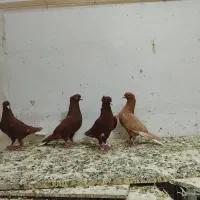 کبوتر
