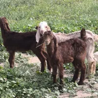 کهره نر و ماده علف خور