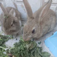 2 عدد خرگوش زیرک جذاب  200 تومان