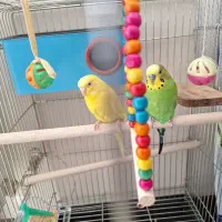 مرغ عشق با تخم