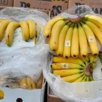 موز شیر موزی