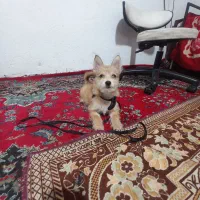 توله اشپیتز ۲ماه ماده خداروشکر سالم وبازی گوش