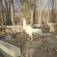 خروس لاری سفید|حیوانات مزرعه|هریس, |دیوار