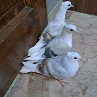 سه تا جوجه ی زیبا