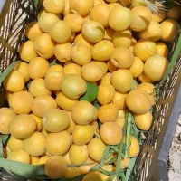 فروش باغ شهری 1500متری|فروش زمین و ملک کلنگی|مرودشت, ده بید|دیوار