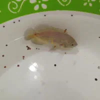 1عددماهی اسکار