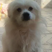 واگذار میشود