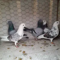 کبوترپرشی