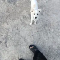 پامر شیواوا|سگ|بم, |دیوار