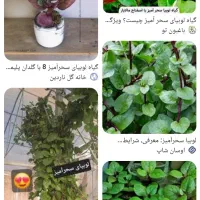 گیاه لوبیای سحرآمیز|گل و گیاه طبیعی|یزد, |دیوار