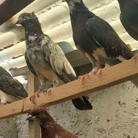 کفتر یا کبوتر گیزما