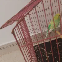 مرغ عشق|پرنده|شیروان (خراسان), |دیوار