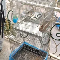 سهره|پرنده|پاکدشت, پاکدشت (مامازند)|دیوار