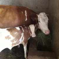 گاو سمینتال مونت بیلیارد گوساله نر ورزا لیشه تلیسه