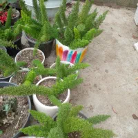 گلهای خیلی تمیز|گل و گیاه طبیعی|رشت, گلباغ نماز|دیوار