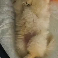 توله سگ پامرین پامر|سگ|هشتگرد, مدرس|دیوار