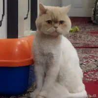 گربه نر عقیم شده