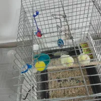 عروس هلندی