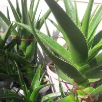 آلوئورا شاخ بری|گل و گیاه طبیعی|تهران, افسریه جنوبی|دیوار