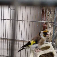 سهره|پرنده|ملارد, |دیوار