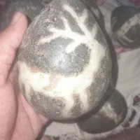 سنگ شب چراغ