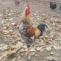 فروش ۳تا خروس محلی|حیوانات مزرعه|کوهسار (البرز), |دیوار