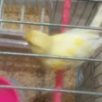 فروش یک جفت قناری نروماده و یک نر تک