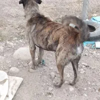 سگ عراقی|سگ|مراغه, |دیوار