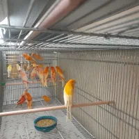 قناری ماده آماده سلامت