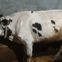گاو وگوساله
