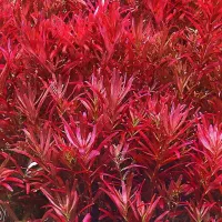 گیاه آکواریومی (پلنت) روتلا بلاد رد