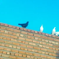 5عددکبوتر فروشی