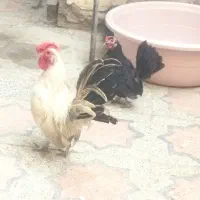 سبرایت وچاپنیز