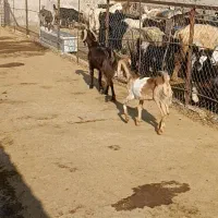 بز نژدی